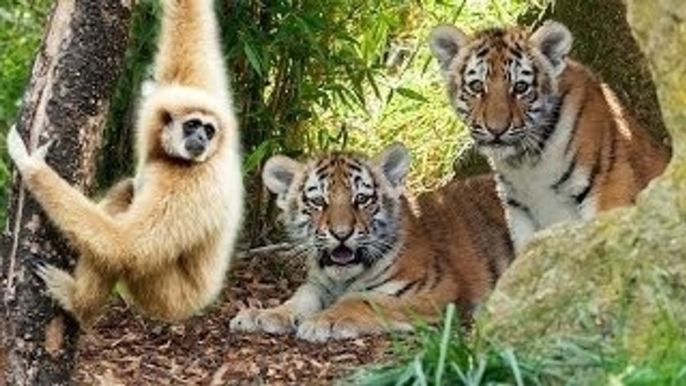 A monkey bullies two tigers, very funny