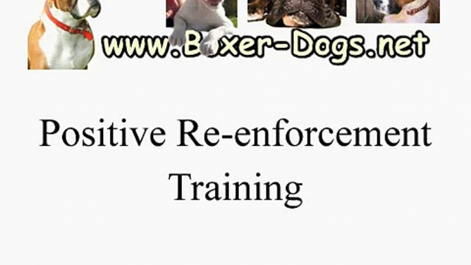Boxer Dog Puppy Training - Positive Re-enforcement