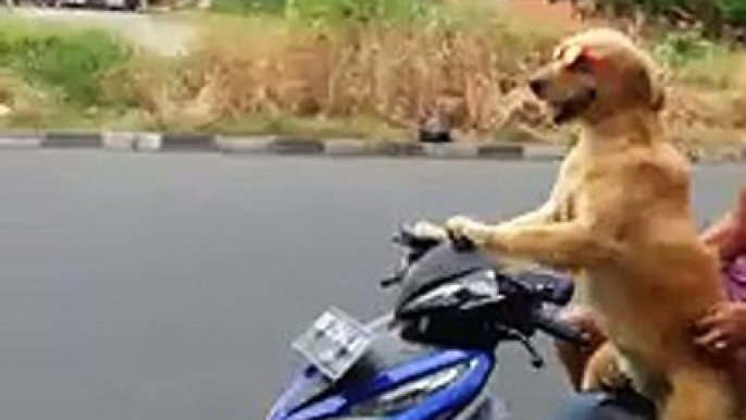 Dog rides Moped Scooter wearing sunglasses down busy street! - vidéo Dailymotion