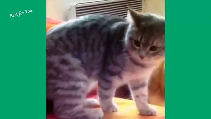 Cute Cats doing Weird Things