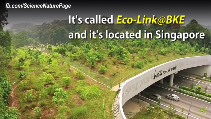 Ecological Bridge for Animals - جانوروں کے لیئے بنایا گیا خصو صی پل