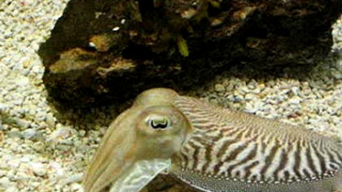 Cuttlefish