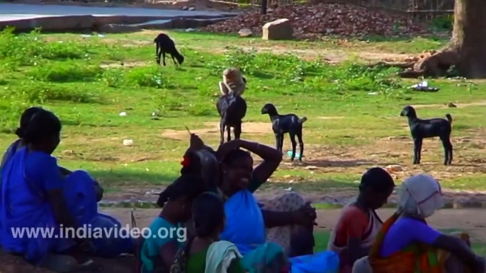 Goat And Monkey Funny Video - India Video