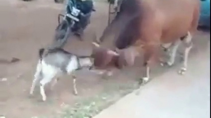 Goat Vs Cow Fight Funny