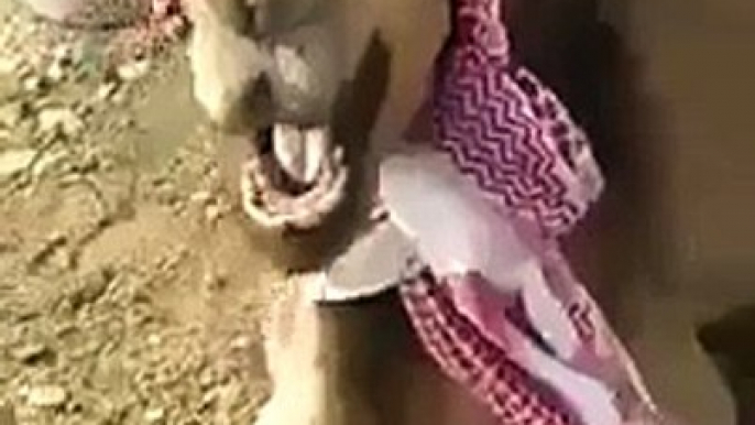 Arabic Funny Camel Video Clip