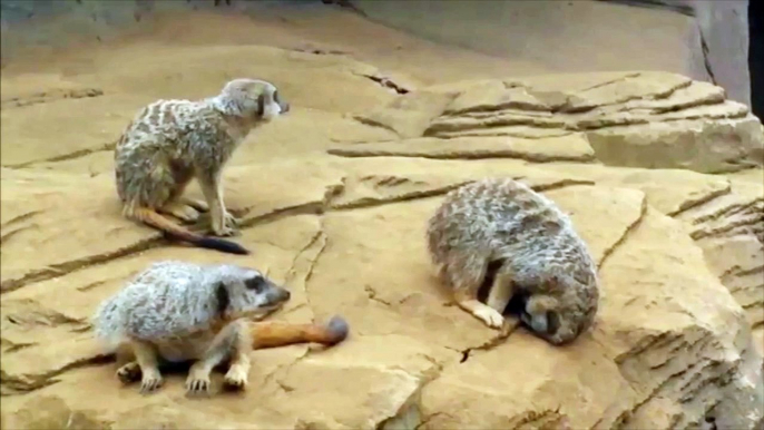 Meerkat Falls Asleep And Falls Off The Hill - Video