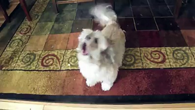 Cody The Screaming Dog