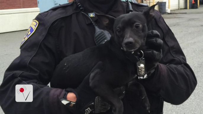 California Highway Patrol Rescue Chihuahua After Chase on Bay Bridge