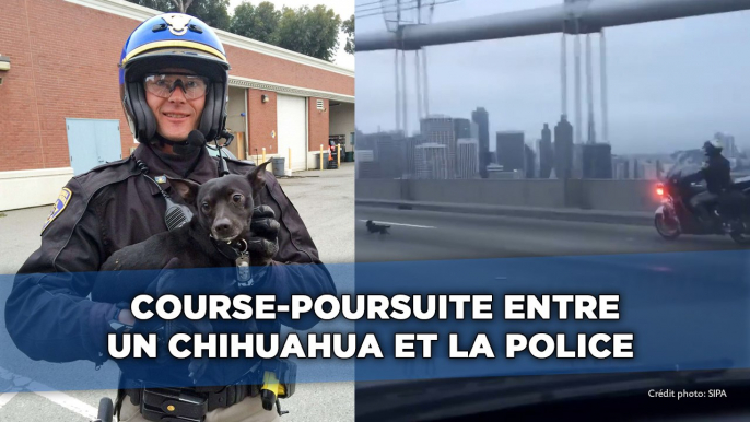 Course-poursuite entre une chihuahua et la Police de San Francisco