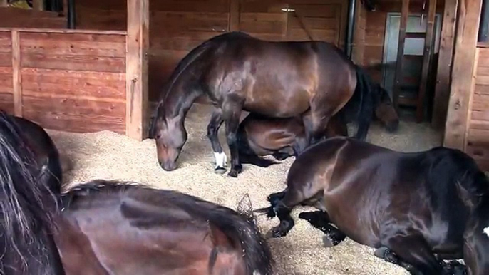 Horses, Peacefully Farting and Snoring