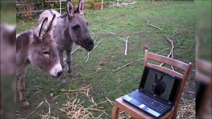 Skype d’ânes... Tellement marrant