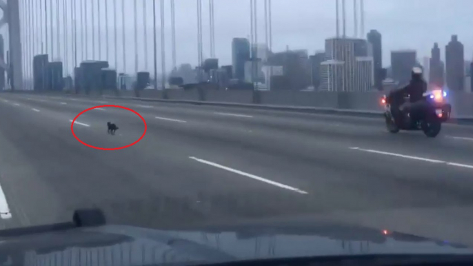 Police pursue Chihuahua in low-speed chase on San Francisco Bay Bridge