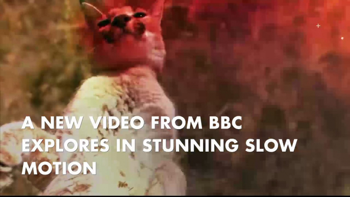 Slow motion footage reveals exactly how cats always land on their feet