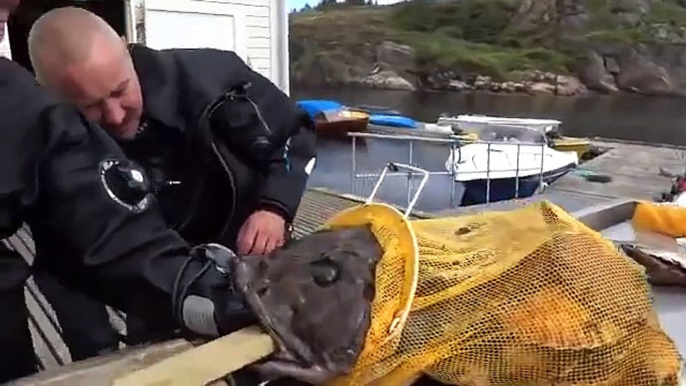 Fish caught by fisherman shocked his arm broke the record for hits ..