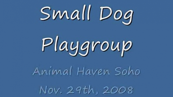 Small Dog Play Group