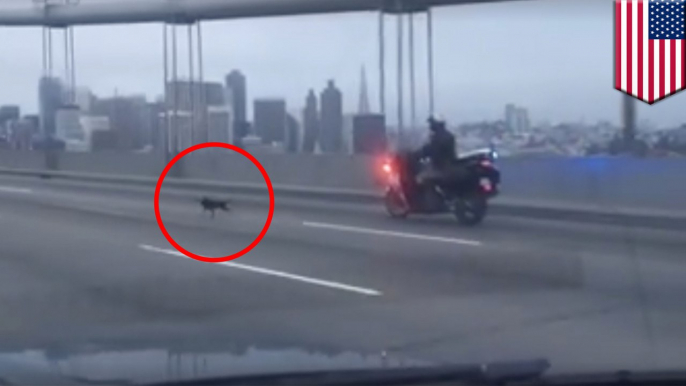 Runaway chihuahua stops traffic on San Francisco's Bay Bridge