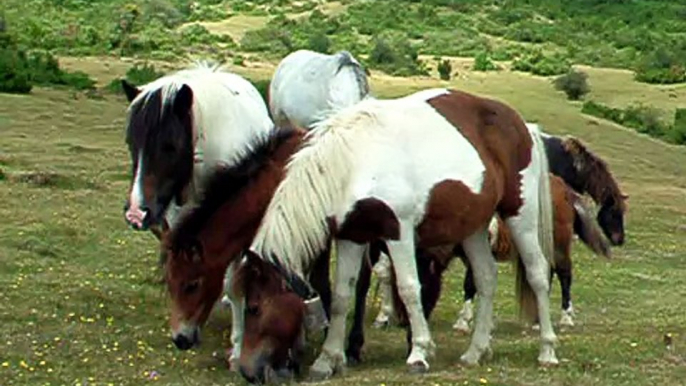 Casa Rural Urbasa Urederra Nº 108 Pony 2 - Agroturismo Navarra - 15 - 27892