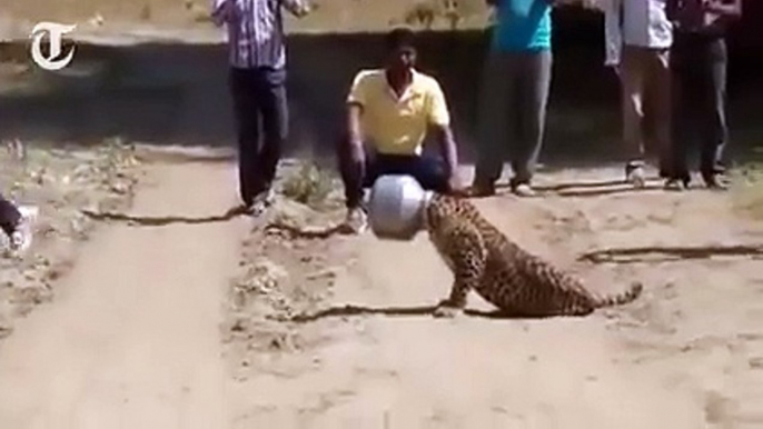A thirsty leopard gets its head stuck in a metal pot in india