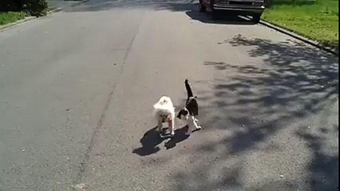 Les chiens et les chats ne sont pas copains ? Cette vidéo va vous démontrer le contraire !