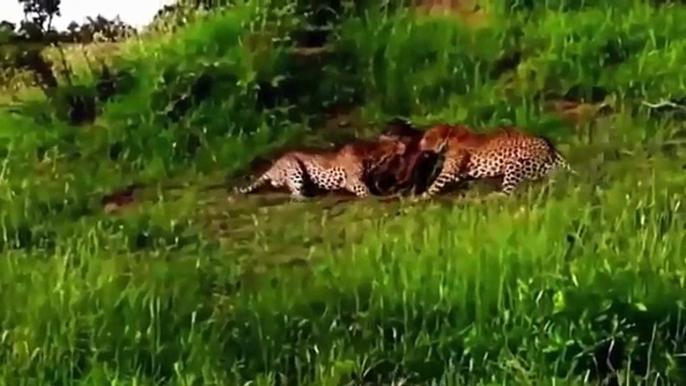 12 CRAZIEST Animal Fights Caught On Camera - Most Amazing Wild Animal Attacks