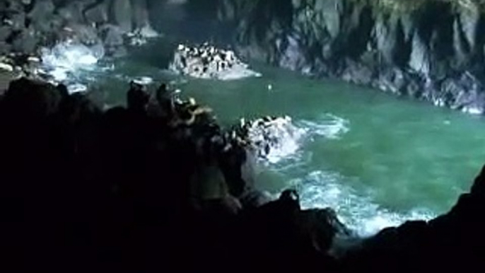 Sea Lions in Sea Lion Caves