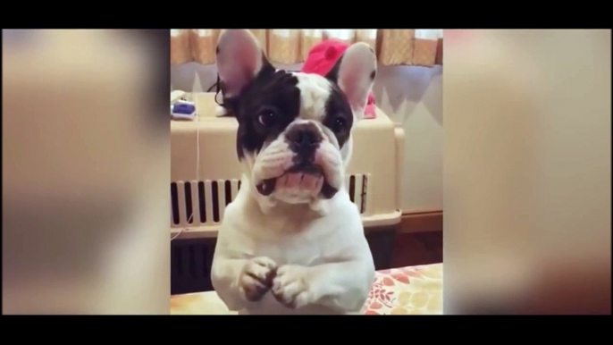 Un bulldog trop mignon fait le beau pour avoir à manger