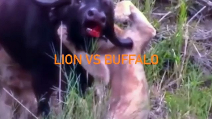 Most Amazing Wild Animal Attacks - Lion Vs Buffalo - crocodile vs deer - crocodile vs zebra