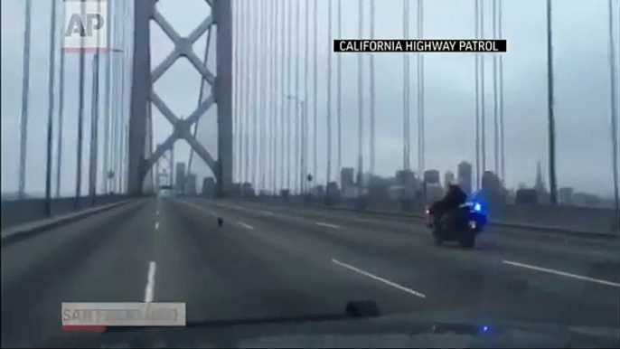 Raw: Chihuahua Recovering After Bay Bridge Chase