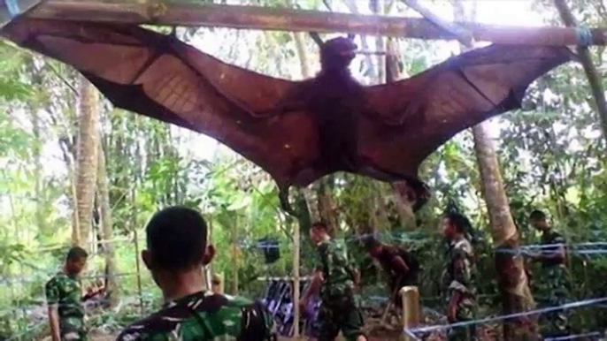 GIANT BAT CAPTURED, WHAT IS IT !!! OMG MUST WATCH !!!