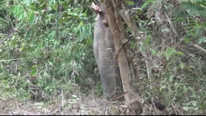 Wild elephant wreaks havoc in southern Vietnam