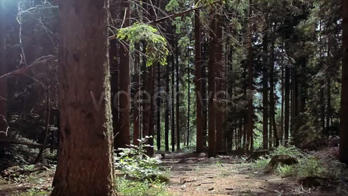 Forest (Stock Footage) (Videohive After Effects Template)