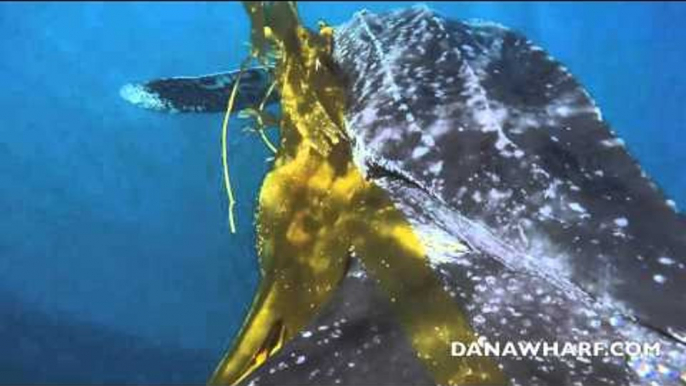 Heroes Release Enormous Leatherback Turtle Tangled in Kelp