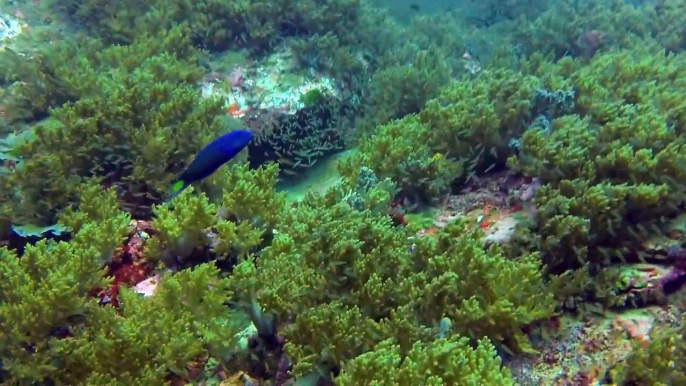 ダイビング in シミランクルーズ タイ 06　- Cruising Scuba diving in Similan, Thailand