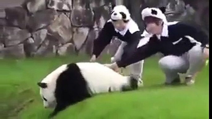 Il Panda più tenero del mondo!