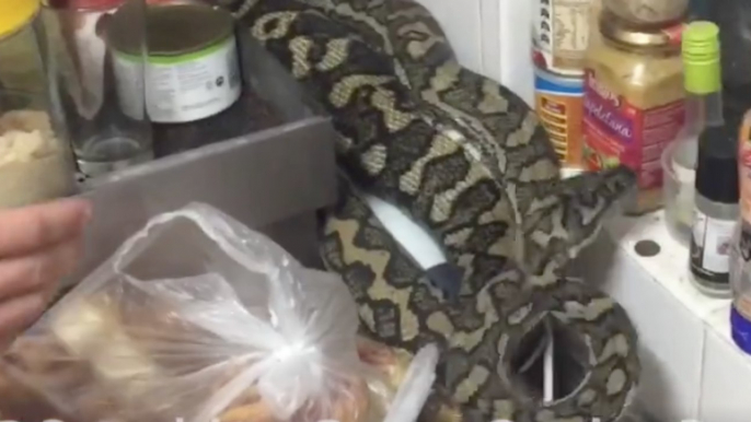 Snake Catchers Remove 8-Kilogram Bloated Snake From Kitchen