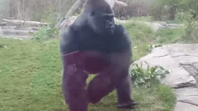 A gorilla loses its temper with zoo-goers!