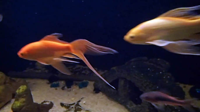 gorgeous goldfish