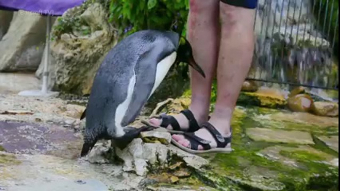 Ce pingouin abandonné doit apprendre à nager