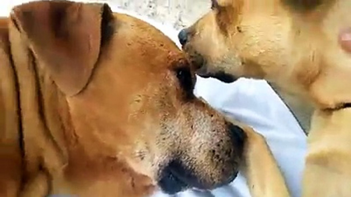 Gli ultimi saluti tra una cagnolina e il suo migliore amico in fin i vita.