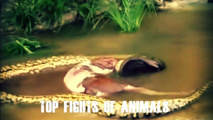 Biggest wild animal fights | CRAZIEST Animals Attack Caught On Camera