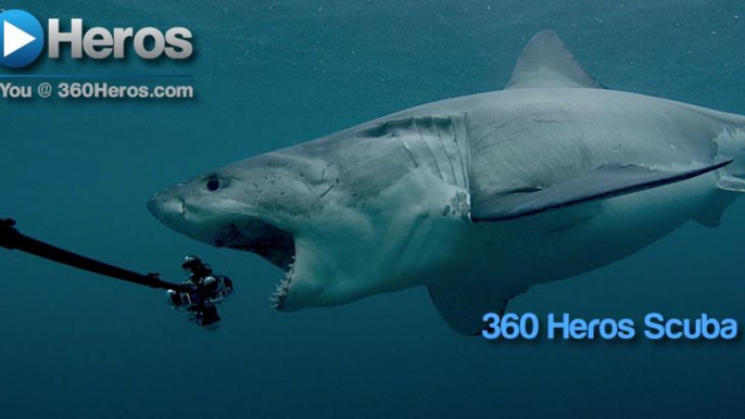 Shark Tank Hungry Shark World Great White Sharks 360 Degree Video 4K Close encounter Amazing Virtual Dive 2016