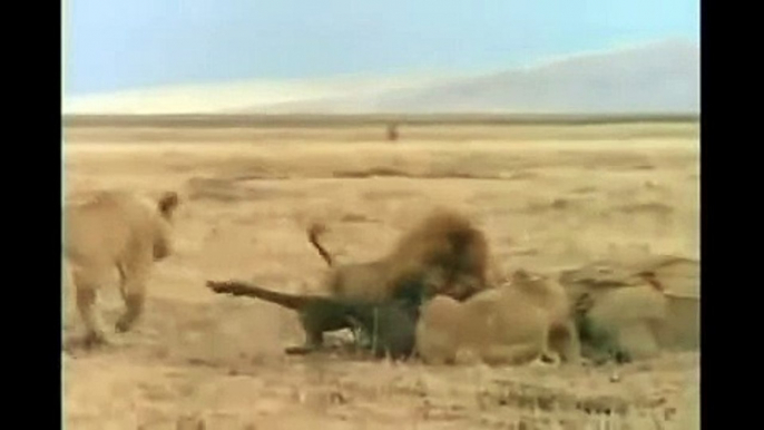 15 lion  s hyena a terrible fight