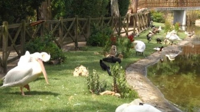 Napoli - Animali e Cultura, ricercatori francesi in visita allo Zoo (29.04.16)