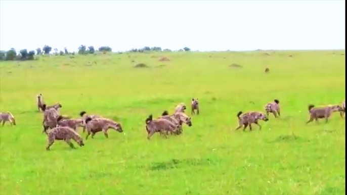 Most Amazing Wild Animal Attacks ✸ Lion vs Hyena ✸ Lion vs Buffalo - CRAZIEST Animal Fights ✔︎