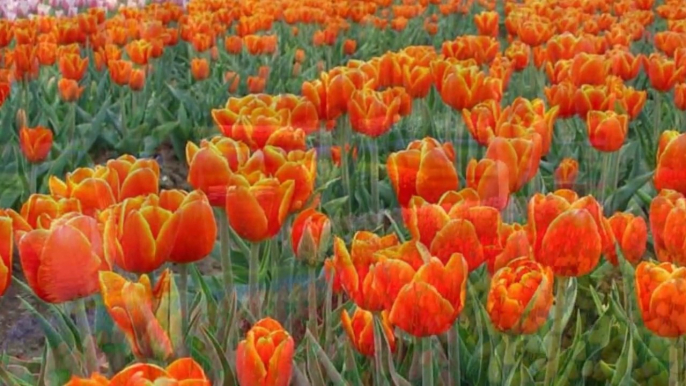 Holland Tulipes