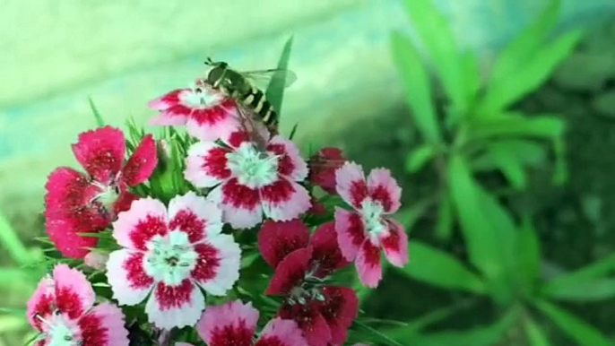 How to Collected Bee Honey From Flower - Amazing Videos - Dailymotion Videos - Tubeinto.com