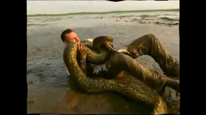 Most Amazing Wild Animal Attacks ➤ Giant Anaconda attacks Human Real [HD, 720p]