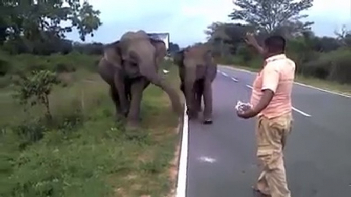 Cet homme fait fuir des éléphants qui le chargent en criant... Courageux!