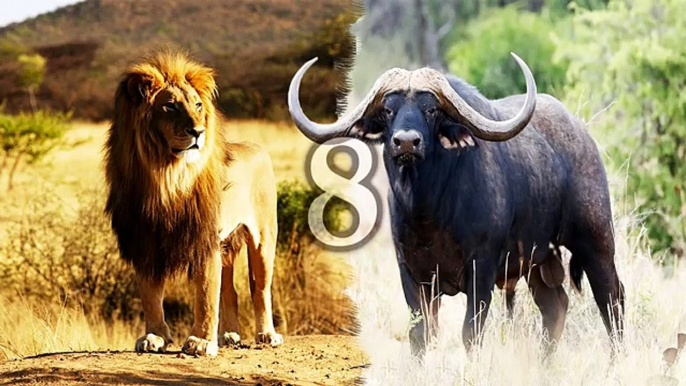 Top Buffalo vs Lion Attacks Deadly Battles 2016 León vs Buffalo a Muerte