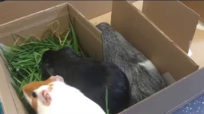 Guinea Pigs Race for Grass in Maze Challenge